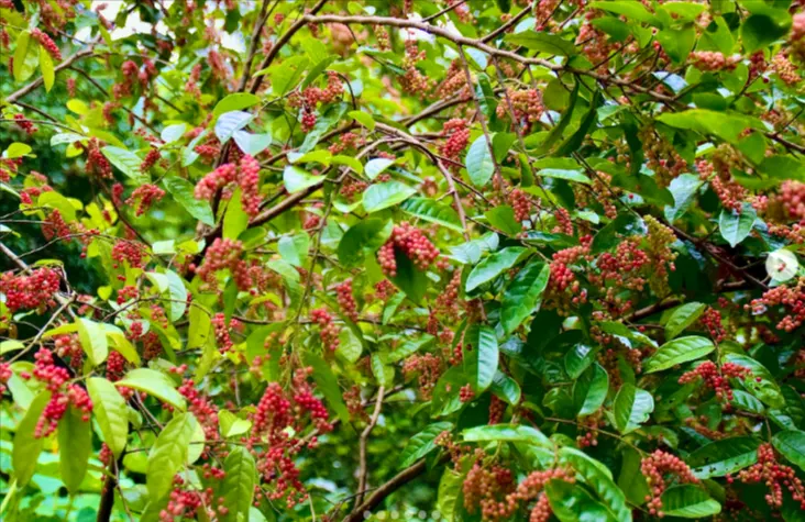 tetanam | Buah Buni: Manfaat & Keajaiban Kesehatan dari Hutan Tropis buah buni