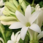 bunnga sedap malam adalah