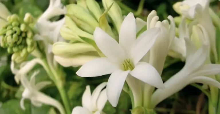 bunnga sedap malam adalah