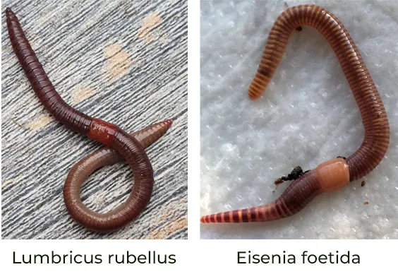 tetanam | Vermikompos: Pupuk Ajaib? Buktikan Sendiri di Kebun Anda! cacing vermikompos