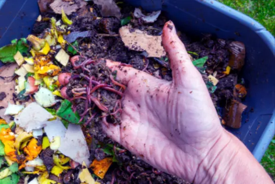 tetanam | Vermikompos: Pupuk Ajaib? Buktikan Sendiri di Kebun Anda! vermikompos