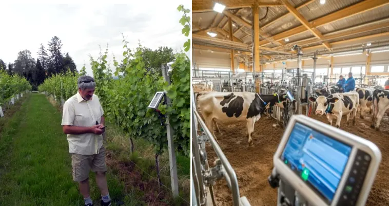 tetanam | IoT Pertanian: Masa Depan di Genggaman Petani Cerdas? iot pertanian