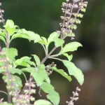 daun ruku ruku adalah