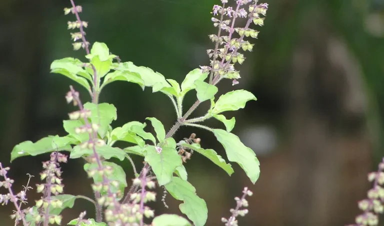 daun ruku ruku adalah