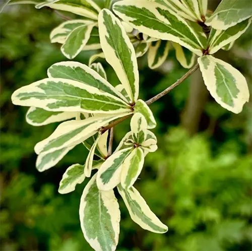 tetanam | Ketapang Kencana Varigata: Pesona Eksotis di Taman Anda Ketapang Kencana Varigata