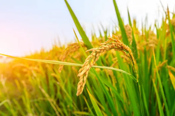 tetanam | Tanaman C3, C4, dan CAM: Perbedaan & Adaptasi Fotosintesis tanaman c4