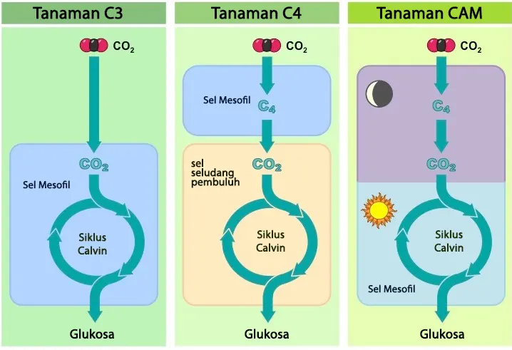 tetanam | Tanaman C3, C4, dan CAM: Perbedaan & Adaptasi Fotosintesis Tanaman C3, C4, dan CAM