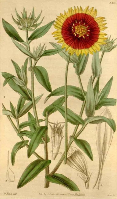 Bunga gaillardia