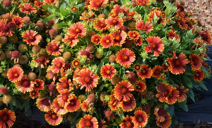 gaillardia adalah