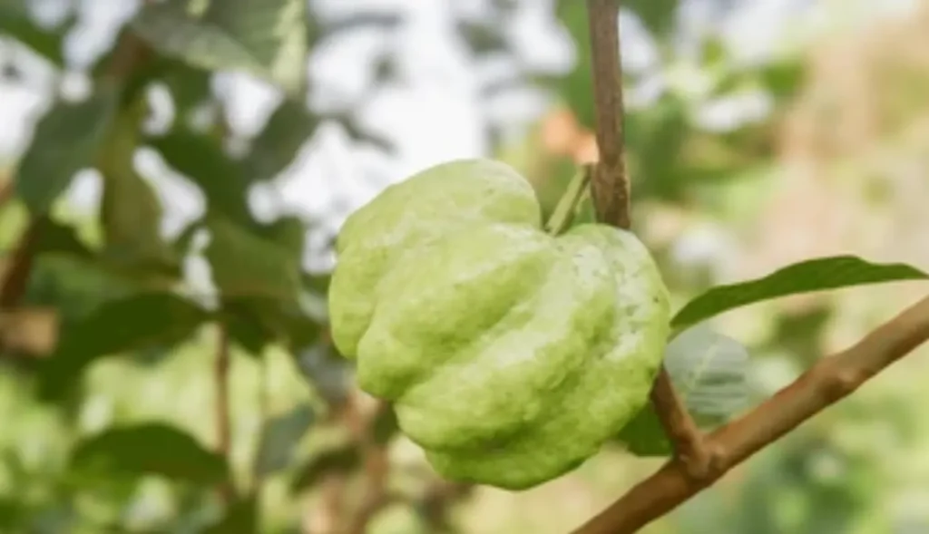 jambu kristal adalah