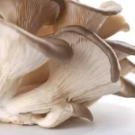 jamur tiram