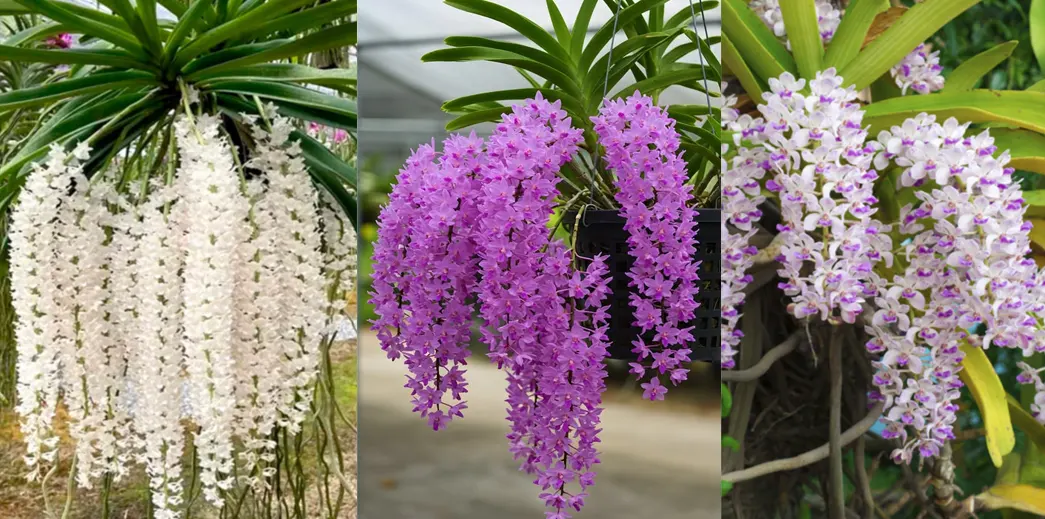 jenis anggrek ekor tupai