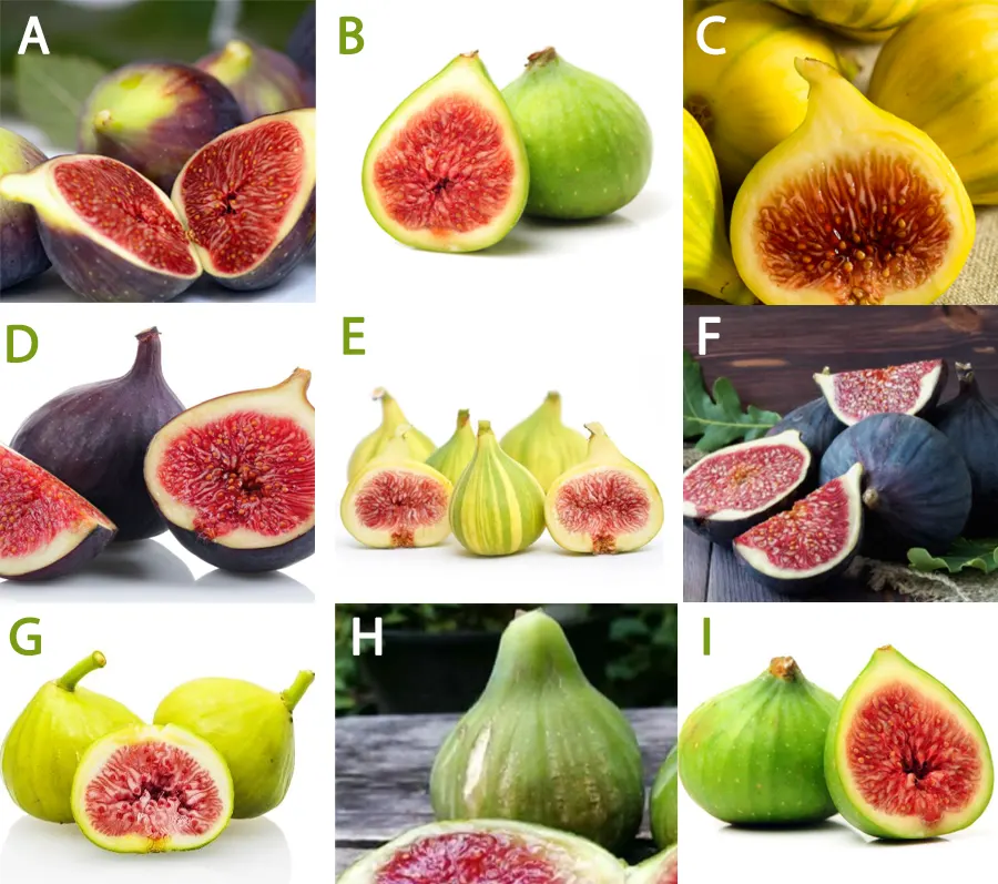 tetanam | Buah Tin: Si Buah Surga, Manfaat & Cara Menanamnya! jenis buah tin