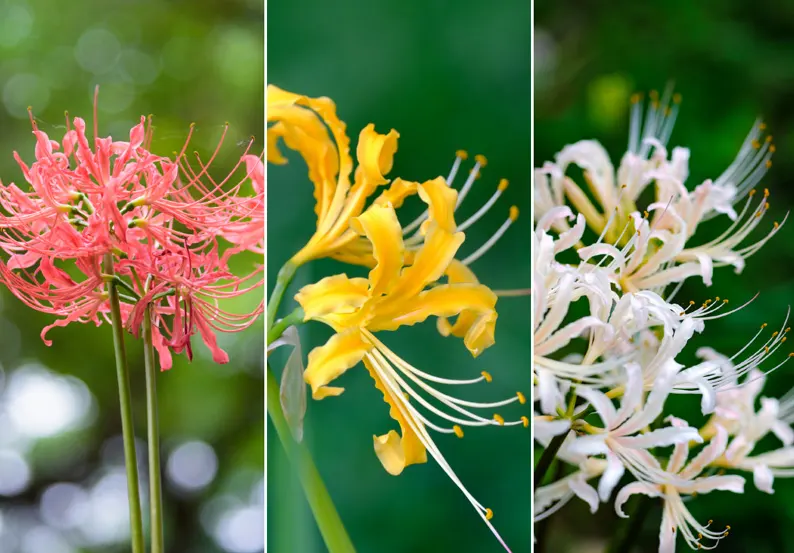 tetanam | Bunga Higanbana: Bunga Mistik, Cinta & Kematian | Terungkap! jenis bunga higanbana
