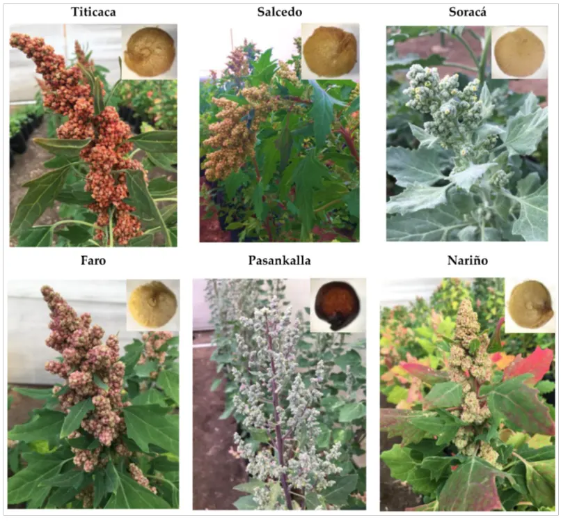 tetanam | Manfaat Quinoa: Biji Super Kuno untuk Kesehatan Modern jenis jenis quinoa