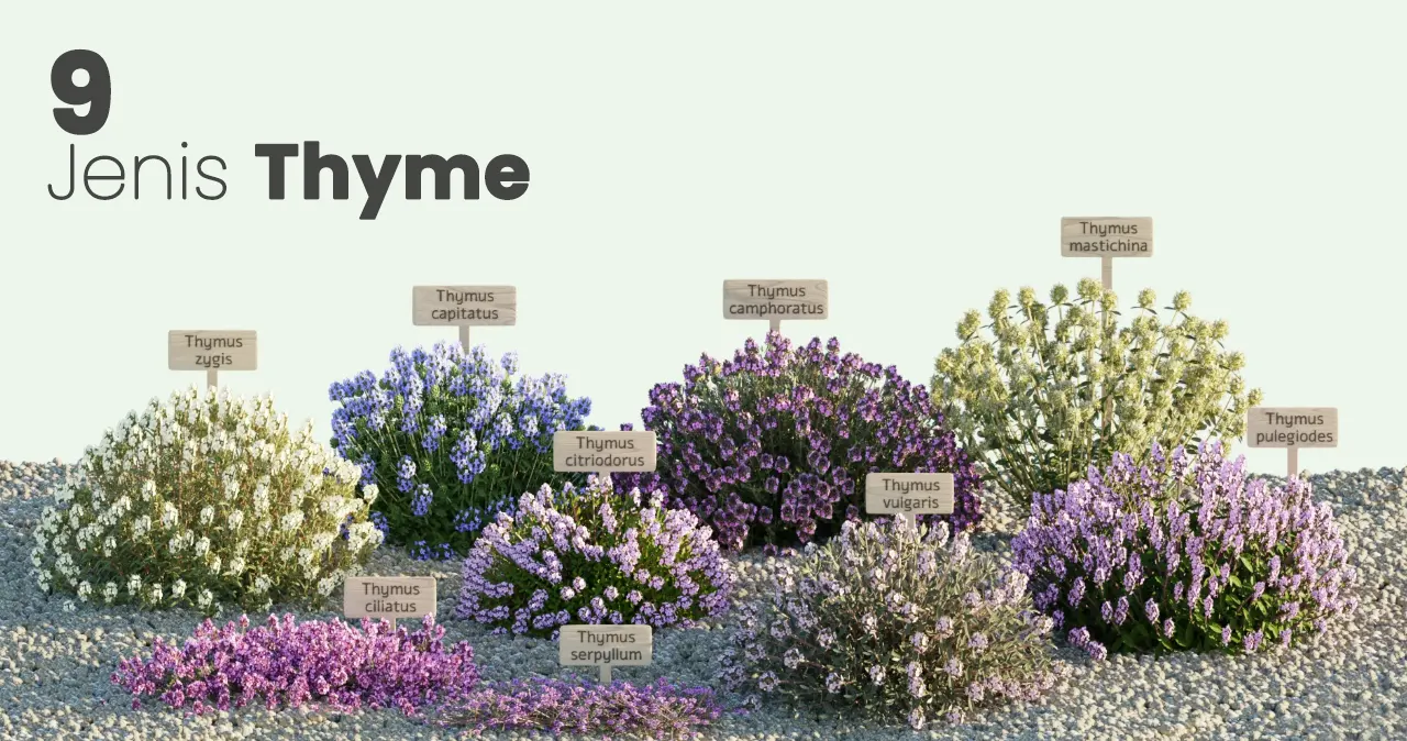 tetanam | Rahasia Tanaman Thyme: Manfaat dan Cara Menanamnya tanaman thyme