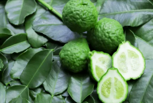 tetanam | Jeruk Purut: Rahasia Dapur & Kesehatan Alami Tersembunyi! jeruk purut