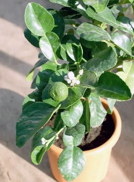 tetanam | Jeruk Purut: Rahasia Dapur & Kesehatan Alami Tersembunyi! jeruk purut