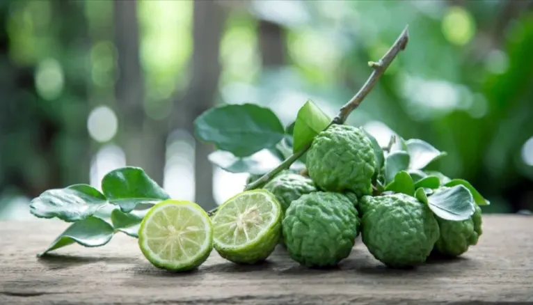 tetanam | Jeruk Purut: Rahasia Dapur & Kesehatan Alami Tersembunyi! jeruk purut adalah