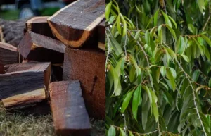 Kayu Hitam Sulawesi: Harta Karun Hutan yang Nyaris Punah!