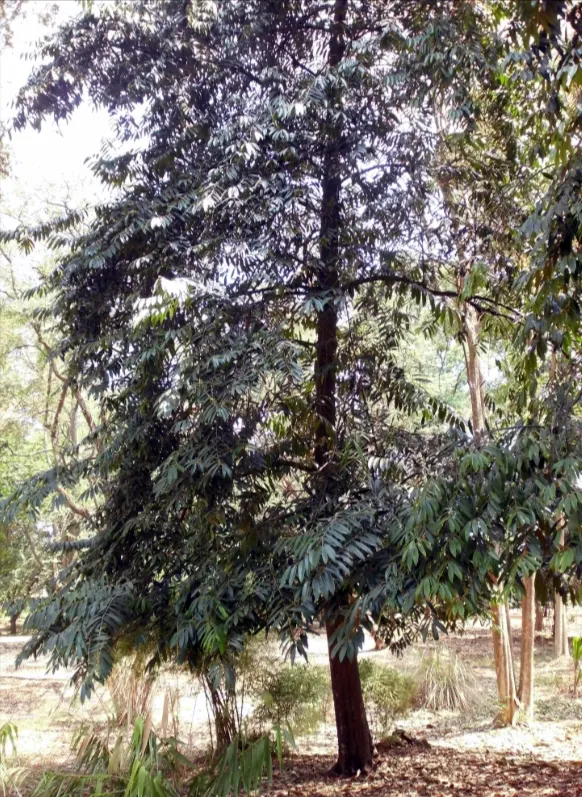 tetanam | Kayu Hitam Sulawesi: Harta Karun Hutan yang Nyaris Punah! kayu hitam sulawesi