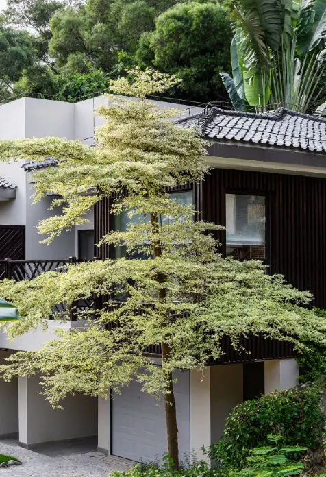 tetanam | Ketapang Kencana Varigata: Pesona Eksotis di Taman Anda ketapang kencana varigata