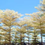 ketapang kencana varigata