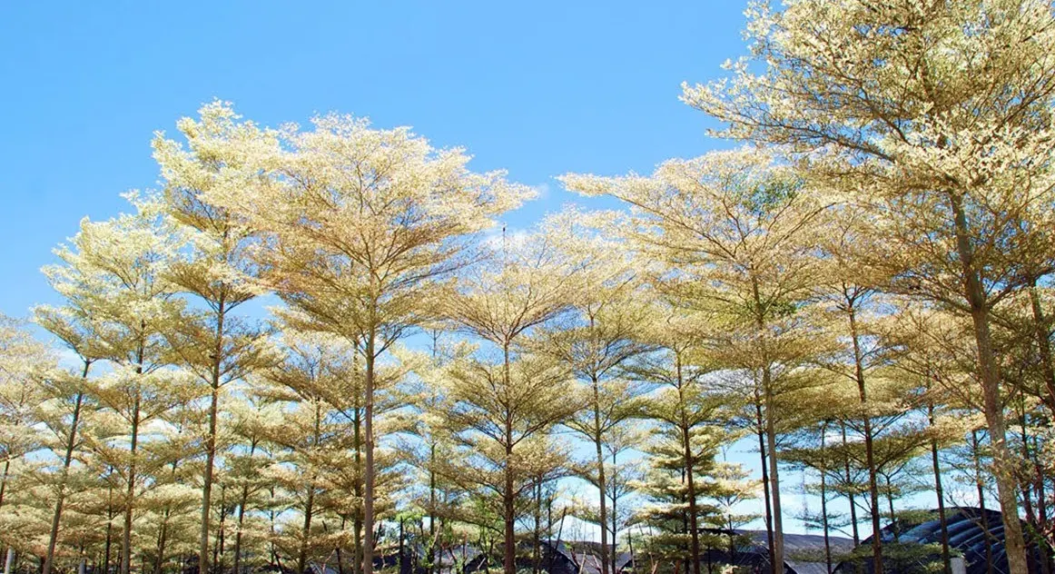 ketapang kencana varigata