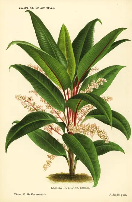 tetanam | Rumput Fatimah: Mitos Persalinan, Manfaat, & Cara Tanam rumput fatimah