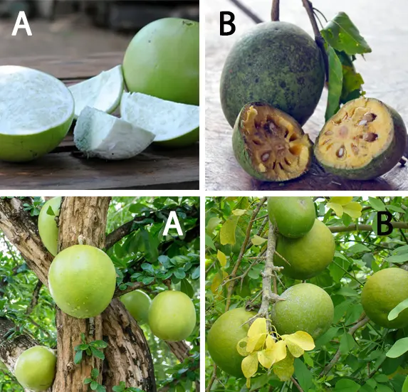 perbedaan buah maja dan berenuk