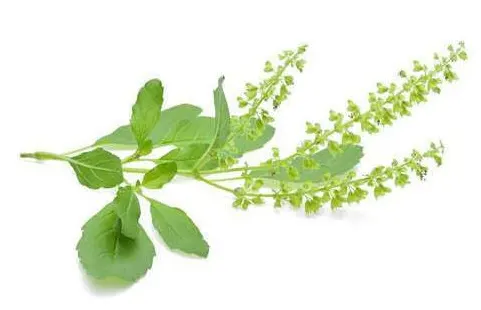 khasiat daun ruku ruku