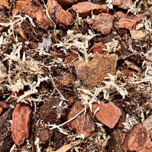 tetanam | Anthurium Warocqueanum: Jangan Beli Sebelum Baca Ini! media tanam anthurium