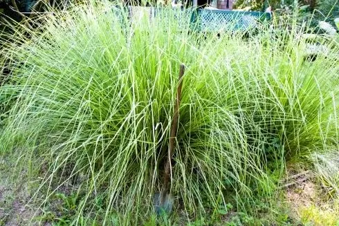 rumput vetiver
