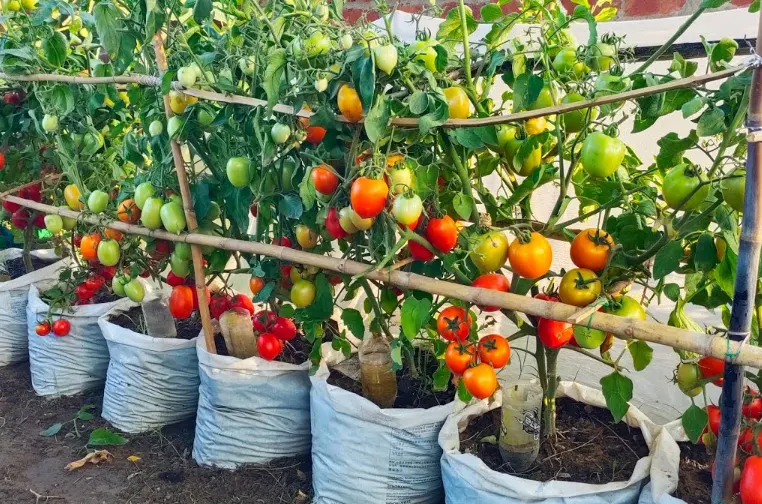 tetanam | Mudah Banget! Cara Menanam Tomat dari Biji di Rumah Cara Menanam Tomat dari Biji