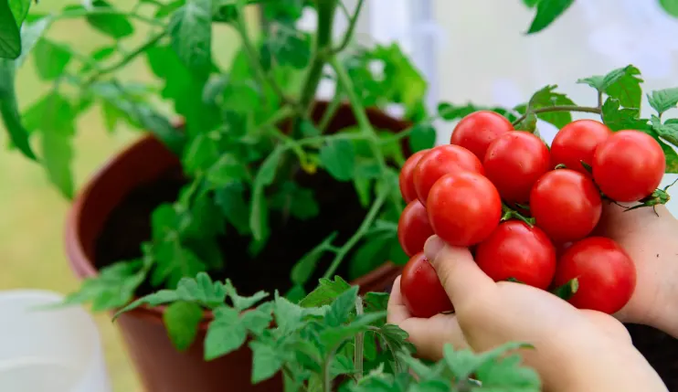 menanam tomat
