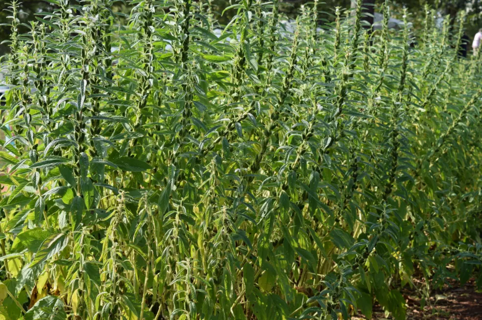 tetanam | Tanaman Wijen: Lebih dari Sekedar Taburan Onde-Onde! tanaman wijen