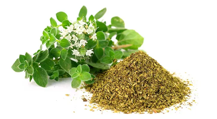 tanaman oregano
