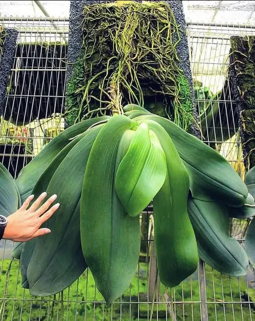 Anggrek bulan raksasa 