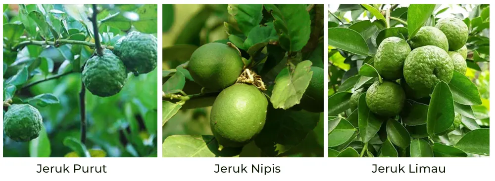 tetanam | Jeruk Purut: Rahasia Dapur & Kesehatan Alami Tersembunyi! perbedaan jeruk purut dan jeruk nipis jeruk limau