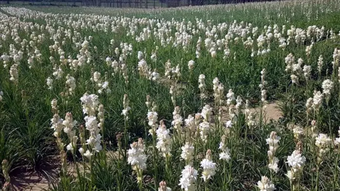 pertanian bunga sedap malam