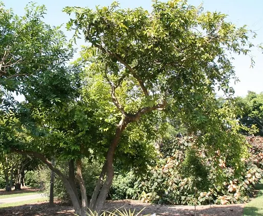 tetanam | Buah Buni: Manfaat & Keajaiban Kesehatan dari Hutan Tropis pohon buni