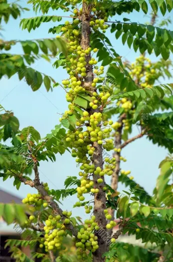 tetanam | Rahasia Buah Cermai: Segar, Kaya Nutrisi & Mudah Ditanam! pohon cermai