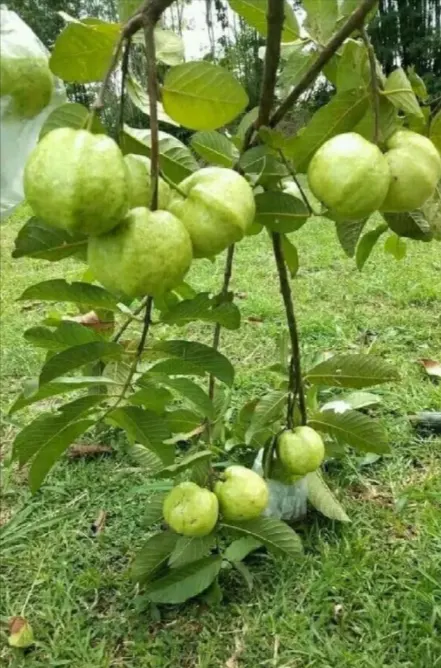 pohon jambu kristal