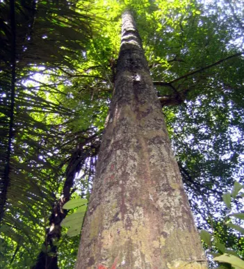 tetanam | Kayu Hitam Sulawesi: Harta Karun Hutan yang Nyaris Punah! kayu hitam Sulawesi