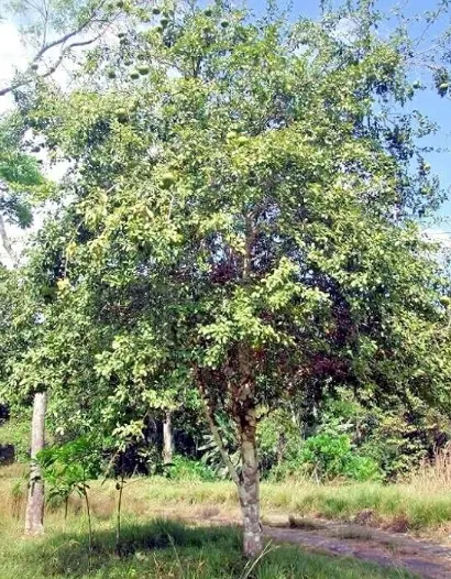 pohon buah maja