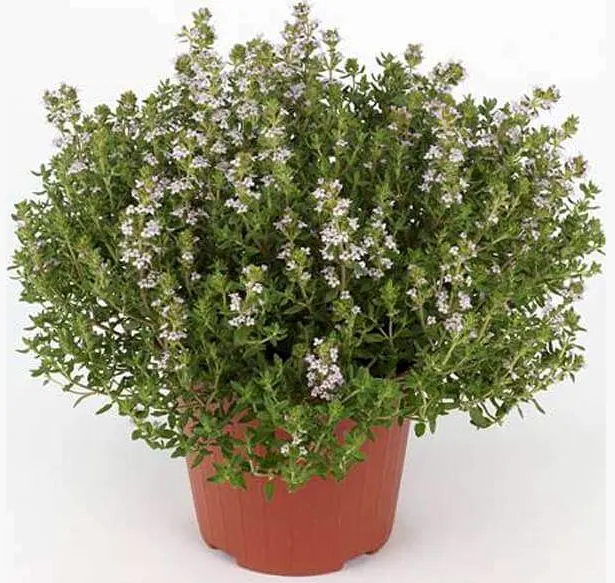 tetanam | Rahasia Tanaman Thyme: Manfaat dan Cara Menanamnya tanaman thyme