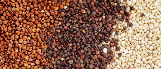 tetanam | Manfaat Quinoa: Biji Super Kuno untuk Kesehatan Modern quinoa