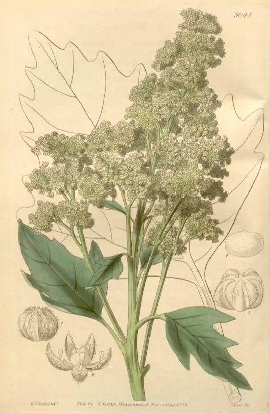 tetanam | Manfaat Quinoa: Biji Super Kuno untuk Kesehatan Modern quinoa