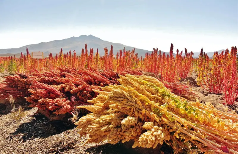 tetanam | Manfaat Quinoa: Biji Super Kuno untuk Kesehatan Modern tetanam | Manfaat Quinoa: Biji Super Kuno untuk Kesehatan Modern