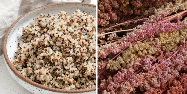 tetanam | Manfaat Quinoa: Biji Super Kuno untuk Kesehatan Modern quinoa adalah
